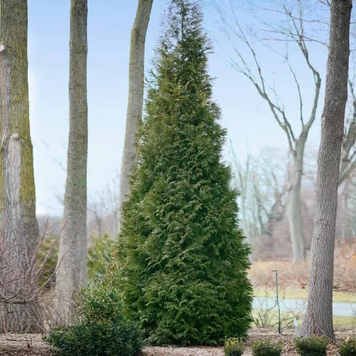 Miniatura 2 de Brighter Blooms - Full Speed A Hedge American Pillar Arborvitae, 2-3 pies - No hay envío a AK, AZ, HI