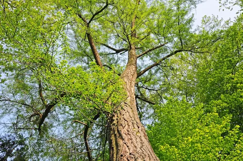 Miniatura 8 de 10 semillas de hierba de fruta de naranja de otoño de Ginkgo BILOBA árbol de culantrillo amarillo