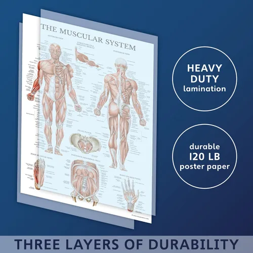 Miniatura 3 de Juego de 16 carteles anatómicos - Laminado - sistema muscular, sistema esquelético, sistema digestivo, sistema respiratorio, sistema circulatorio