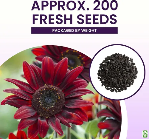 Miniatura 3 de Semillas de Girasol Chocolate Cherry para Plantar - Reliquia y Sin OGM - Paquete Grande de 200 Semillas de Girasol para Plantar en tu Jardín Casero