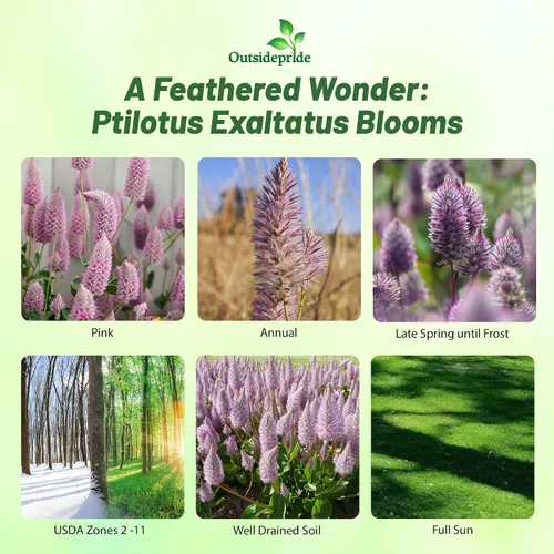 Miniatura 2 de Outsidepride 10 semillas anuales Ptilotus Exaltatus Joey Garden Flower Seeds para plantar