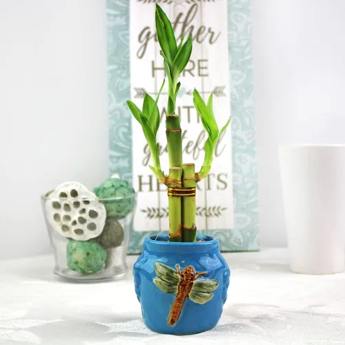 Miniatura 6 de NW Wholesaler - Juego de tres 3 arreglos de bambú de la suerte para interiores con una botella de fertilizante líquido de bambú de la suerte