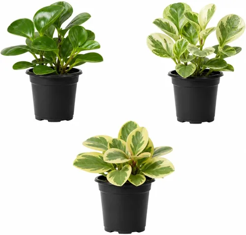 Miniatura 4 de Peperomia obtusifolia en macetas decorativas de 4 pulgadas, planta de goma para bebé, planta de interior viva, purificador de aire, apto