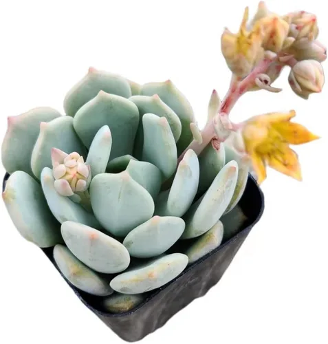 Miniatura 20 de Plantas de cactus suculentas vivas de USKC (maceta de 2 pulgadas) (Adromischus Maculatus)