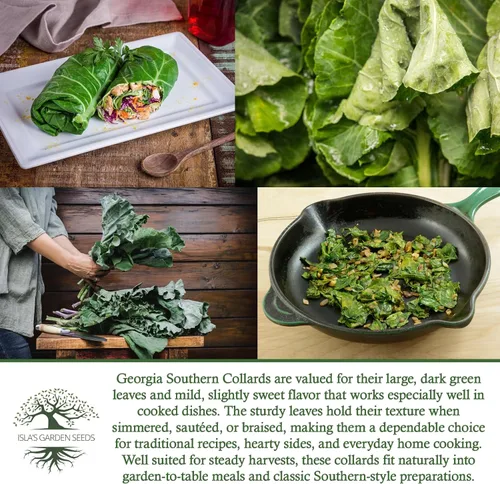 Miniatura 6 de Georgia Southern Collards Seeds para plantar, más de 500 semillas tradicionales por paquete, semillas de jardín de Isla
