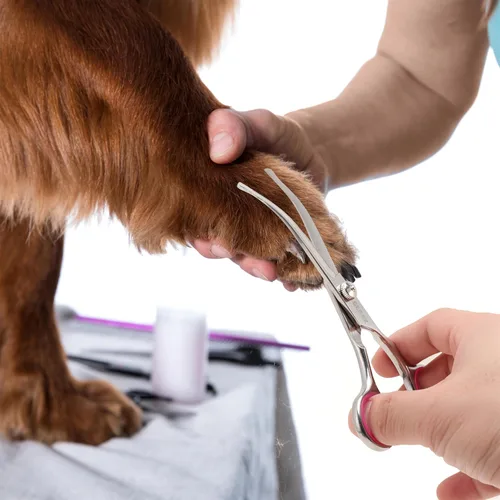 Miniatura 8 de Tijeras de aseo para perros con puntas redondas de seguridad de acero inoxidable, kit profesional de aseo para perros, tijeras adelgazantes, curvas