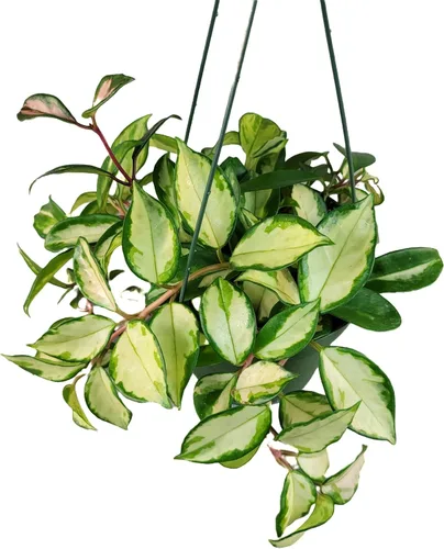 Miniatura 6 de Hoya Krimson Princess, Hoya Carnosa Vareiagata, plantas de interior vivas de Hoya, llegada viva garantizada