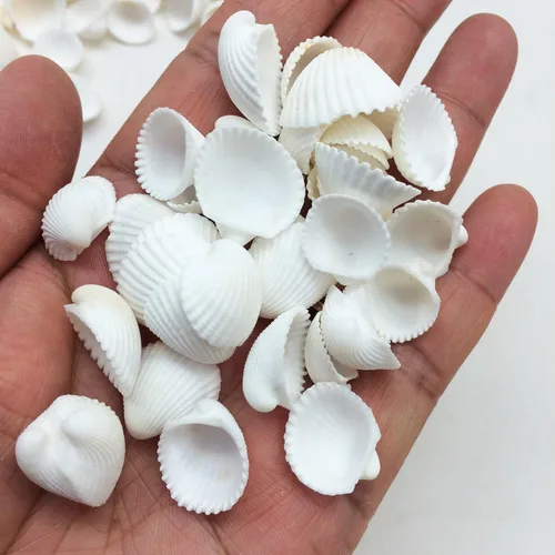 Miniatura 10 de Conchas marinas Pepperlonely, vieiras de diferentes tamaños