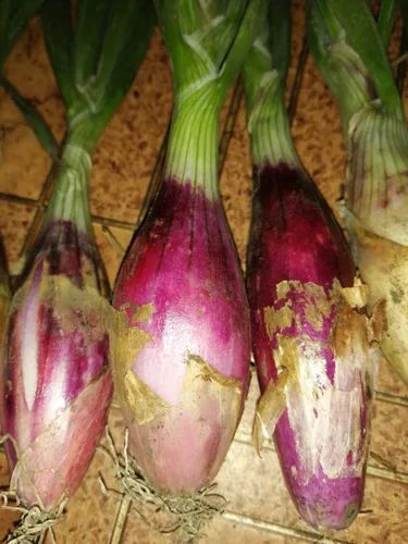 Miniatura 2 de Semillas de cebolla de chalota roja vegetal sin OMG para plantar
