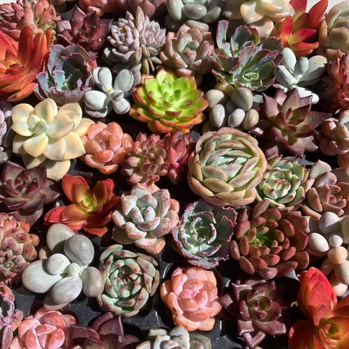 Miniatura 3 de Mezcla de plantas suculentas vivas raras, 0.5-1.5 pulgadas, misterio aleatorio a granel, sin maceta y tierra, 6/12/24 piezas, decoración