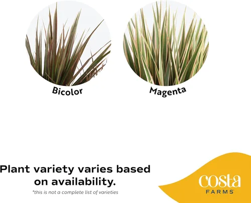 Miniatura 3 de Costa Farms Dracaena - Planta viva para interiores y exteriores en maceta de cultivo, planta de interior de follaje verde tropical de fácil cuidado