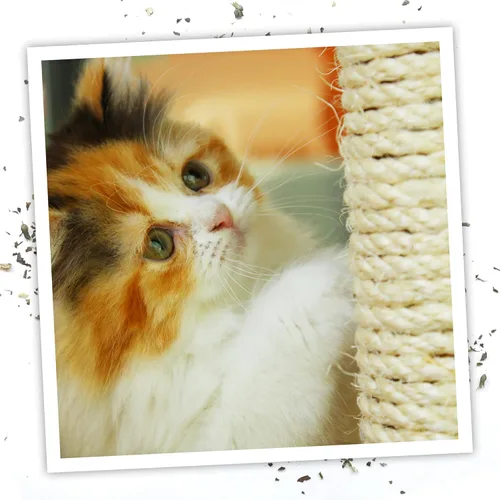 Miniatura 6 de Meowijuana Spray de hierba gatera de alta calidad, fórmula de alta potencia, fórmula natural para dueños de mascotas y hogares con varios gatos