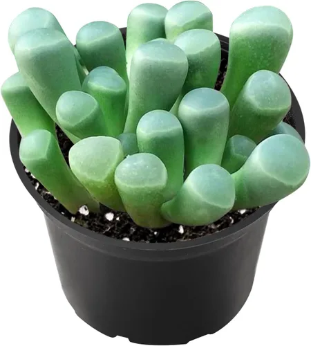Miniatura 5 de Plantas suculentas vivas de 2 pulgadas, cactus con cono de pino, mini suculentas en maceta, planta de interior de fácil cuidado, regalos únicos