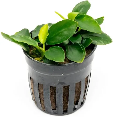 Miniatura 16 de SubstrateSource Plantas vivas – Anubias Hastifolia (Anubias hastifolia) – Luz baja a moderada, hojas en forma de flecha de color verde medio a