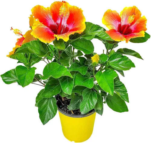 Arbusto de Hibisco Fiesta - Planta Floreciente de Hibisco Viva - Planta de Flor Tropical - Maceta de 1 Galón - Altura Total de 10" a 14" - Plantas