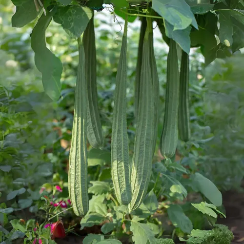 Miniatura 6 de Más de 30 Semillas de Luffa y Calabaza Lisas de Luffa de Ángulo Largo, Semillas de Frutas Vegetales Comestibles Tropicales Jardín Asiático Luffa