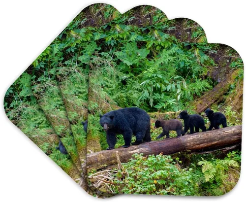 3dRose Black Bear Triplets Follow mom at ANAN Creek. Set of 4 Coasters - Soft