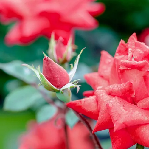 Miniatura 4 de Perfect Plants Double Red Knock Out Rose 1 galón, Guía de plantación de plantas vivas