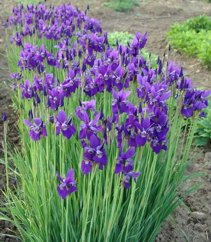 Miniatura 2 de Votaniki Caesar's Brother Siberian Iris - Planta de flores perennes, rizomas de iris siberiano para plantar, flores de primavera y verano, fáciles