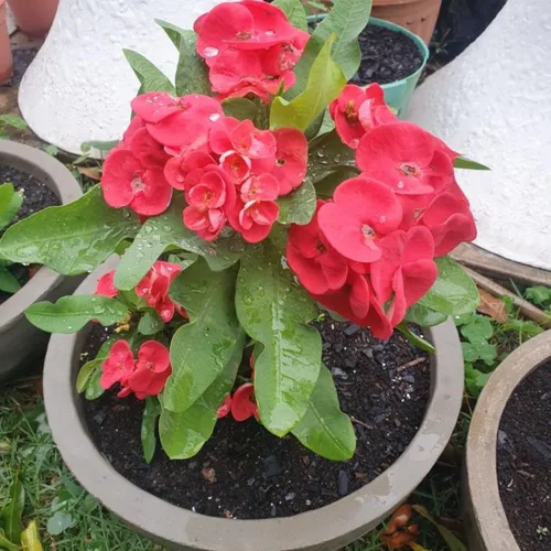 Miniatura 5 de Planta viva de corona roja de espinas, planta viva de corona de espinas, 4 unidades en maceta, planta suculenta perenne viva