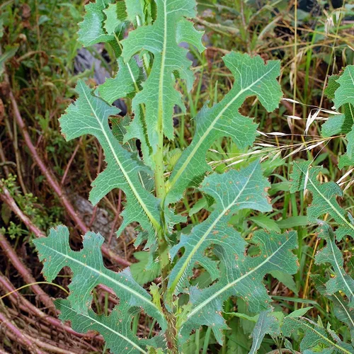 Lechuga silvestre espinosa (Lactuca serriola) - Paquete de 25 Semillas