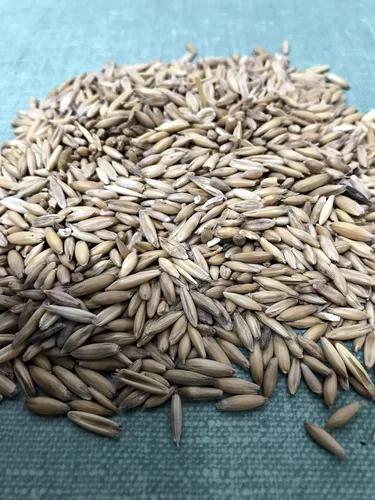 Miniatura 3 de Semillas de avena 1 libra (más de 3000 semillas) - Gato, perro, mascotas - Semillas de hierba de avena