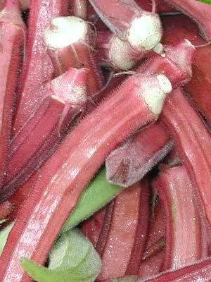 Miniatura 6 de Okra RED Borgoña Great Heirloom Vegetable By Seed Kingdom Bulk 2,000 Semillas