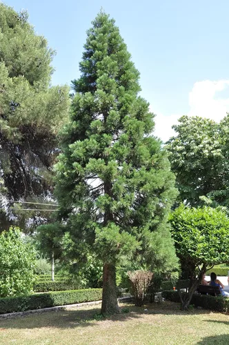 Miniatura 5 de Plantón pequeño de secoya gigante (sequoiadendron giganteum)