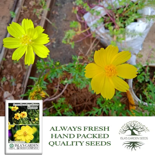 Miniatura 4 de Semillas de flores de cosmos enano de azufre "amarillo limón" para plantar, más de 100 semillas de reliquia por paquete, semillas sin OMG