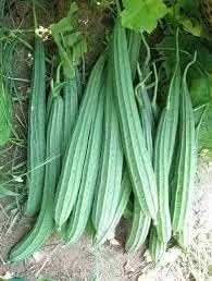 Miniatura 6 de The Rike 20 Semillas Luffa Acutangula Seeds Angulada Luffa Ridge Gourd Turai Chinese Okra Plato Paño Calabaza, Calabaza Estriada, Muop Huong