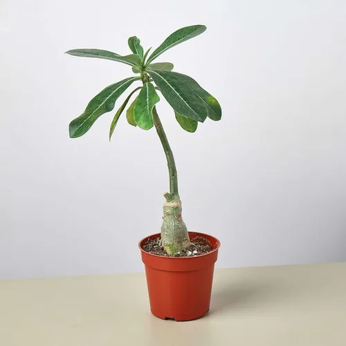 Miniatura 8 de Suculenta Crassula Jade Planta viva para interior Diferentes plantas de interior en maceta de 4 y 6 pulgadas Planta de casa real para sala