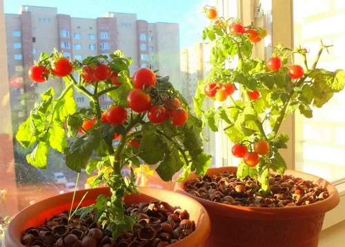 Miniatura 4 de Semillas de tomates cherry de arbusto enano para plantar alrededor de 20 semillas de tomate