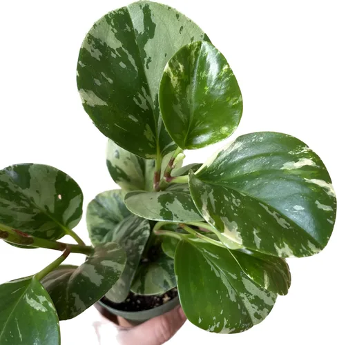 Miniatura 2 de Planta de caucho vivo – Mármol Peperomia – Mármol Peperomia Obtusifolia abigarrado – Disponible en macetas de 3, 4 y 6 pulgadas – Vendedor de CA