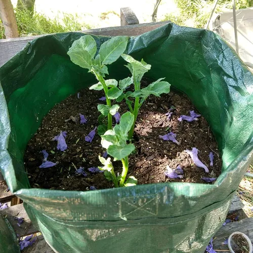 Miniatura 8 de JJGoo Paquete de 2 bolsas de cultivo de patatas de jardín de 10 galones con solapa y asas de aireación, macetas de tela de aireación, macetas