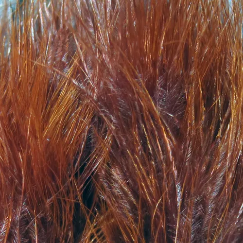 Miniatura 31 de Hareline Marabou Strung Blood Quills 1 OZ Paquete