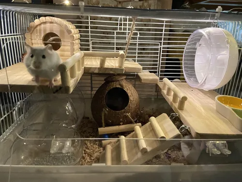 Miniatura 4 de Plataforma de madera con escalera, estructura de actividad para mascotas, pájaro, chinchilla, conejillo de indias, hámster, accesorios de jaula