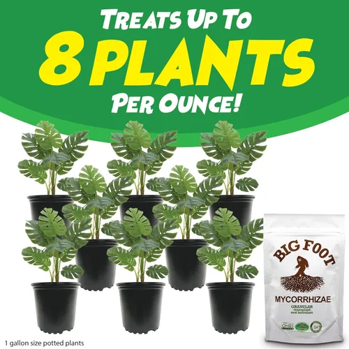Miniatura 5 de Big Foot Hongos micorrícicos granulares para trasplantes - para todas las plantas - Estimulador de raíces fácil de usar - Trata 1200 plantas