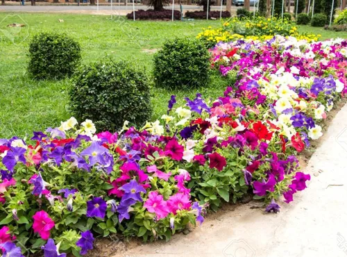 Miniatura 2 de Más de 300 semillas de petunia enana colgantes, color arcoíris mixto, bonsái, flores de grandiflora, semillas de reliquia, sin OMG, para interiores