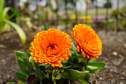 Miniatura 3 de Semillas Caléndula Mix Pot Caléndulas Flores anuales