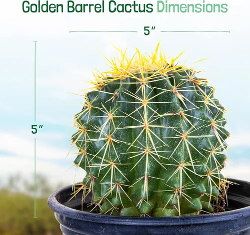 Miniatura 2 de Cactus Outlet- Planta de Cactus Barril Dorado - Plantas de Cactus Vivas - Plantas de Cactus Barril Vivas - 1 Galón - Plantas de Cactus Barril Listas
