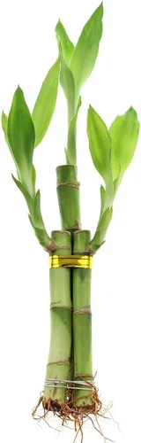 NW Wholesaler - Planta de bambú de la suerte viva de 3 tallos (1 tallo de 6 pulgadas, 2 tallos de 4 pulgadas) - Plantas de interior vivas para