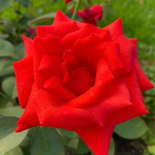 Miniatura 5 de Arbustos de rosas rosas brillantes listos para plantar, rosas trepadoras, plantas vivas fragantes, 6-8 pulgadas de alto en maceta, floración durante