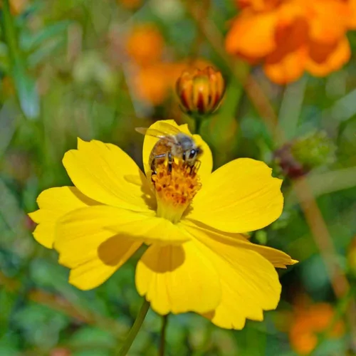 Miniatura 2 de Bright Lights Cosmos 100 semillas recién cosechadas, hermosa flor brillante