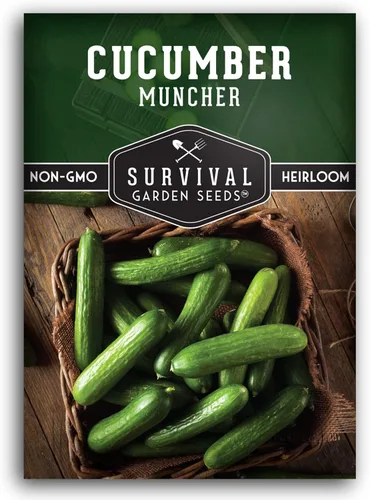Miniatura 10 de Semillas de pepino Muncher para plantar Variedad sin eructos con piel suave para bocadillos o rebanadas – Semillas de jardín de supervivencia