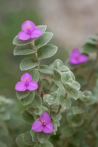 Miniatura 3 de 4 esquejes judíos errantes blancos de terciopelo para crecer - Tradescantia Sillamontana, telaraña de telaraña