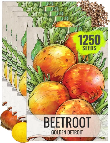 Miniatura 8 de Seed Needs, Golden Detroit - Semillas de remolacha – 250 semillas tradicionales para plantar beta vulgaris – Cultiva un jardín al aire libre sin OMG