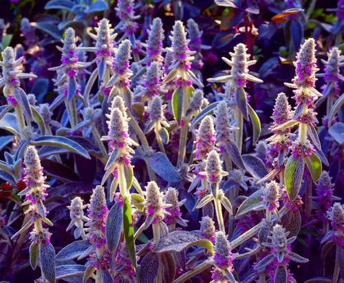 Miniatura 3 de Oreja de cordero Byzantina- Más de 100 semillas - Hecho en Estados Unidos, se envía desde Iowa - (Stachys Byzantina Lanata)