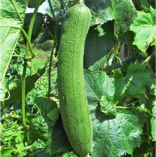 Miniatura 5 de ZEshops 30 semillas de calabaza Luffa Chubby Pier - Vegetal de lufa tradicional sin OMG para plantar en jardines domésticos, enrejados y espacios