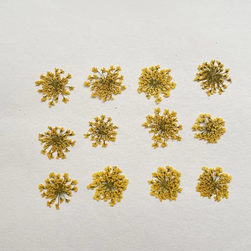 Miniatura 2 de Ammi majus - Paquete de 100 flores secas prensadas naturales para hacer joyas de resina, fabricación de jabón y velas, álbumes de recortes DIY