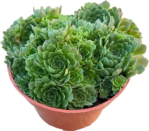 Miniatura 14 de Sprout N Green Aeonium - Almohadilla de lirio, planta suculenta viva totalmente enraizada en maceta de 4 pulgadas, oficina en casa, decoración